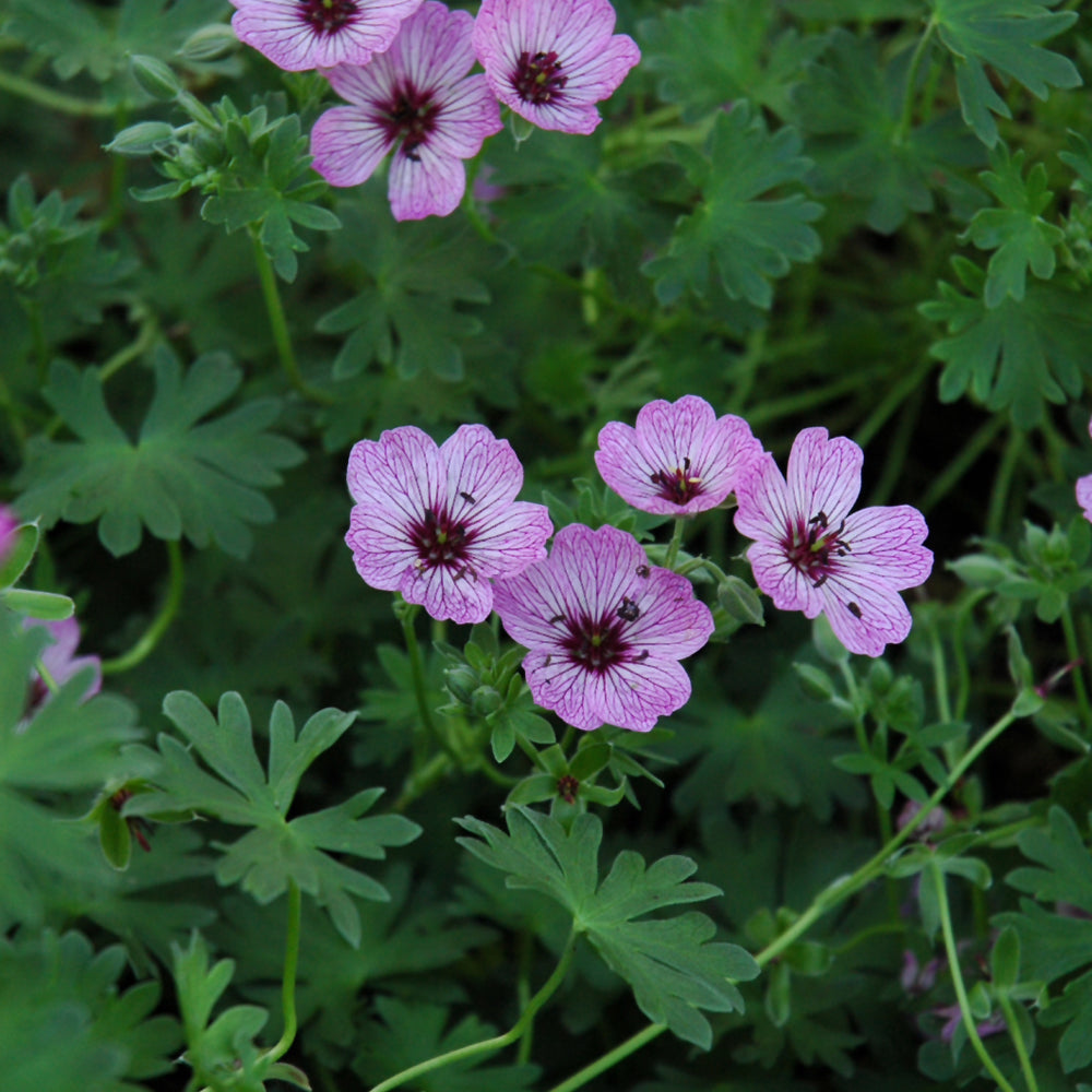 GERANIUM BALLERINA