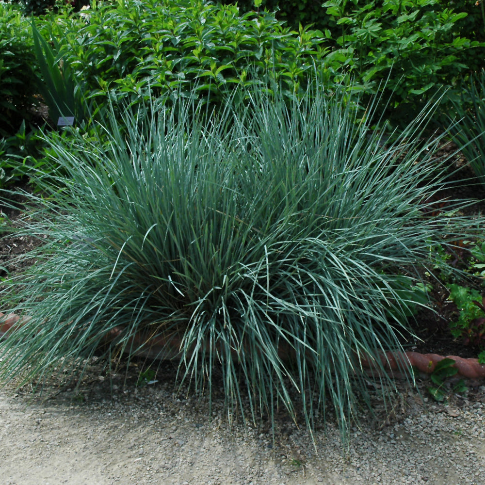 HELICTOTRICHON SEMPERVIRENS