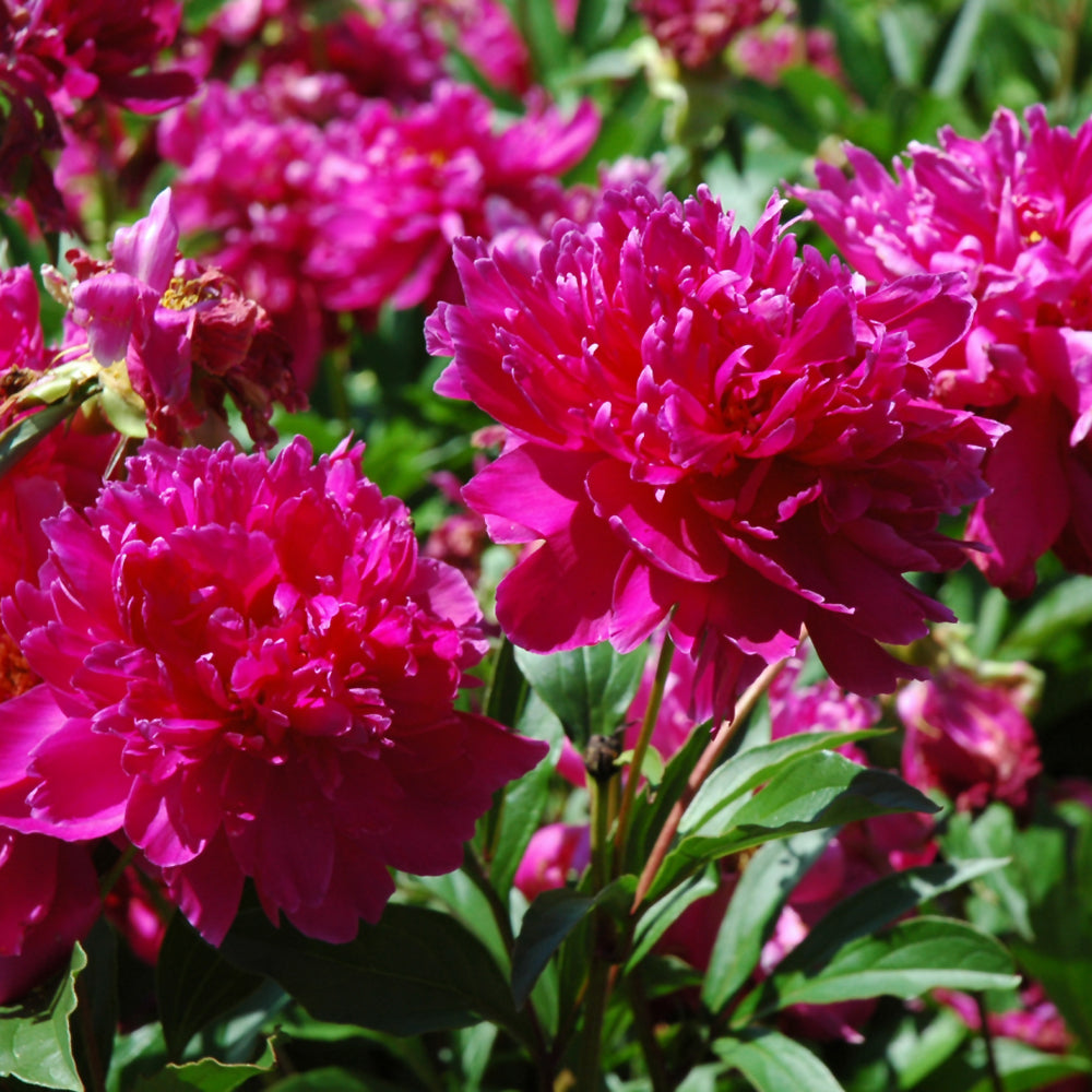 PAEONIA KARL ROSENFIELD