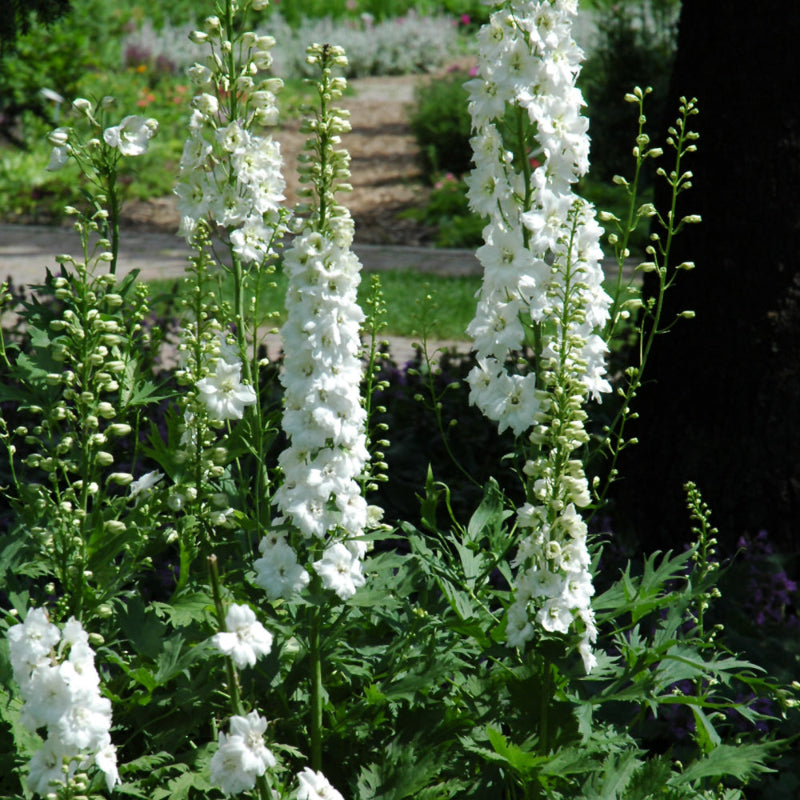 DELPHINIUM PURE WHITE