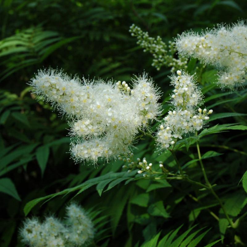 FALSE SPIREA