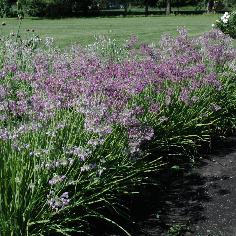 ALLIUM CERNUUM