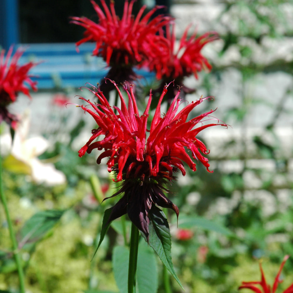MONARDA JACOB CLINE