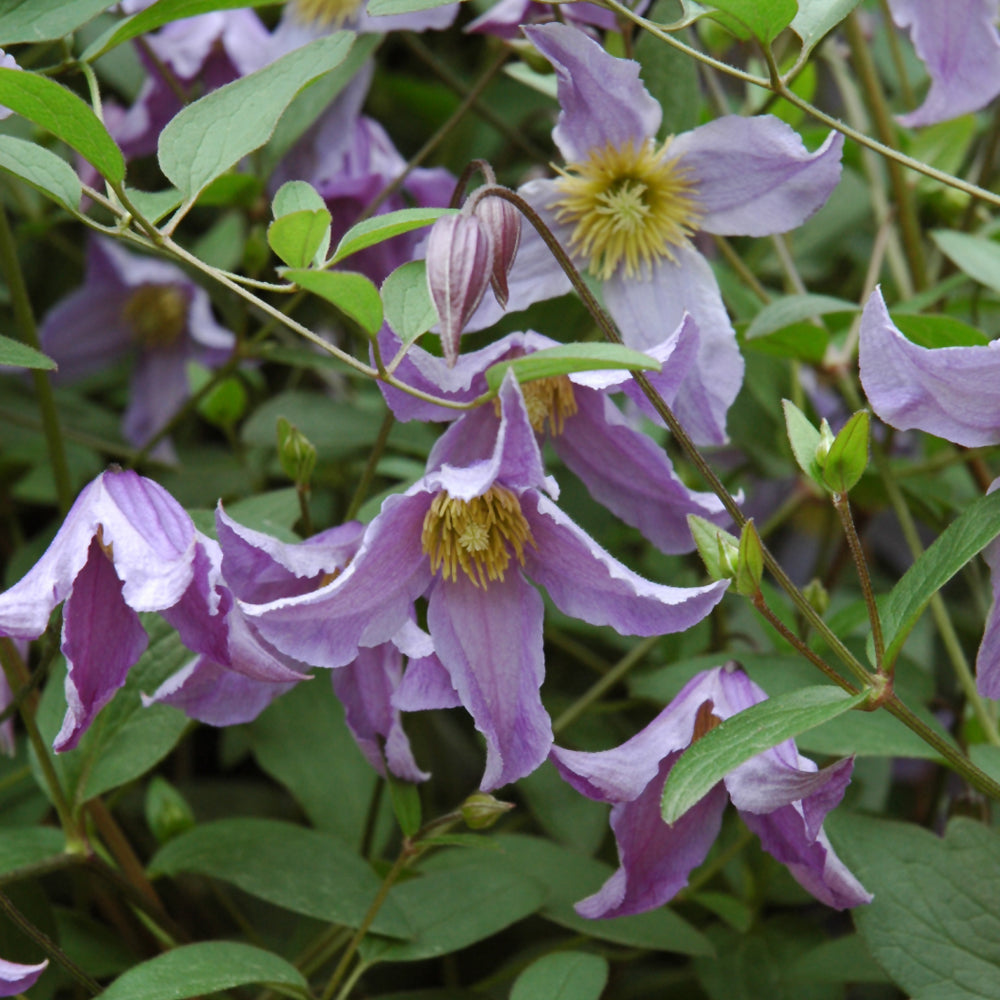 CLEMATIS BLUE BOY