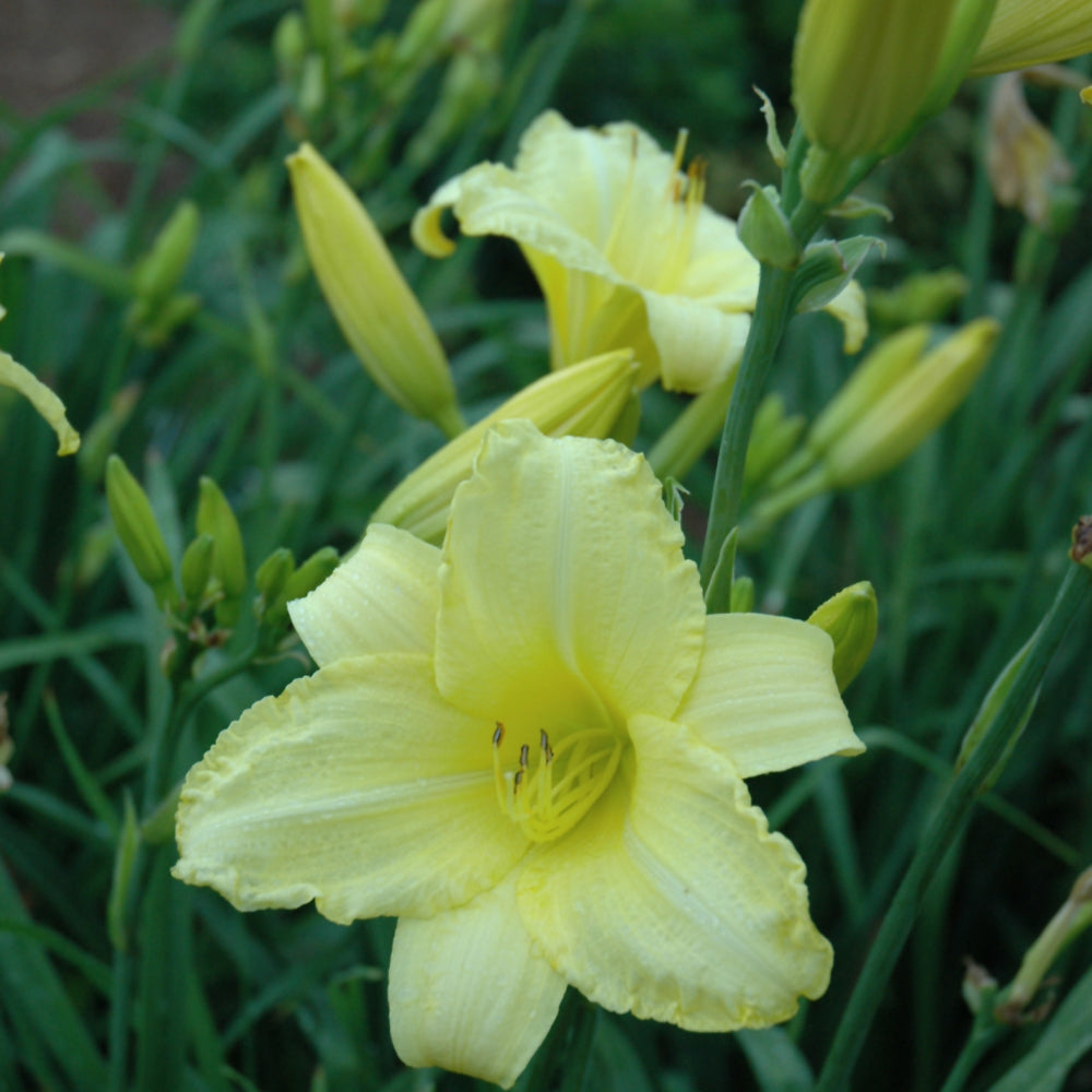 HEMEROCALLIS HAPPY RETURNS