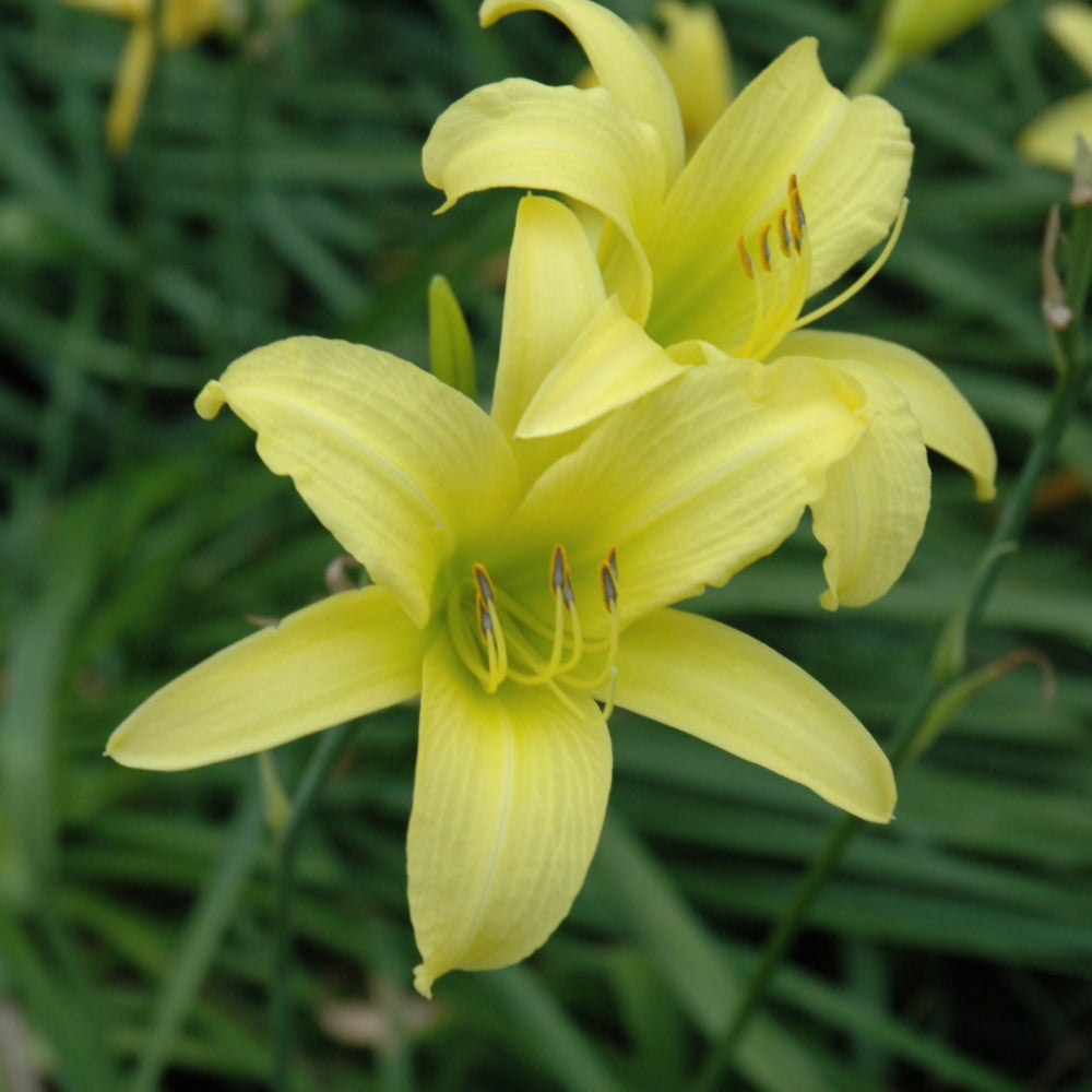 HEMEROCALLIS HYPERION