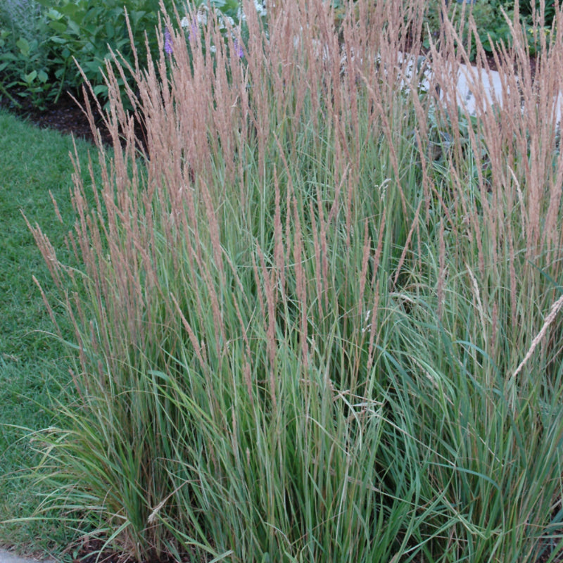 CALAMAGROSTIS OVERDAM