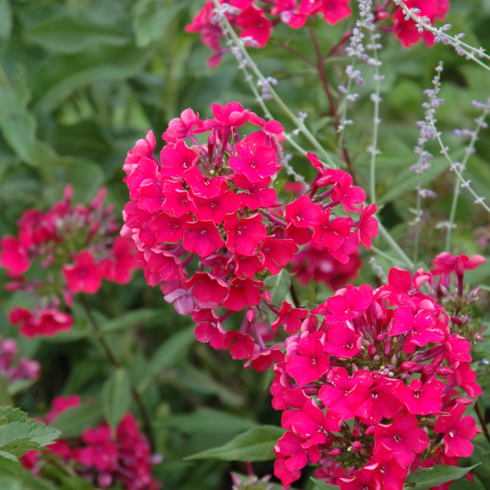 PHLOX STARFIRE
