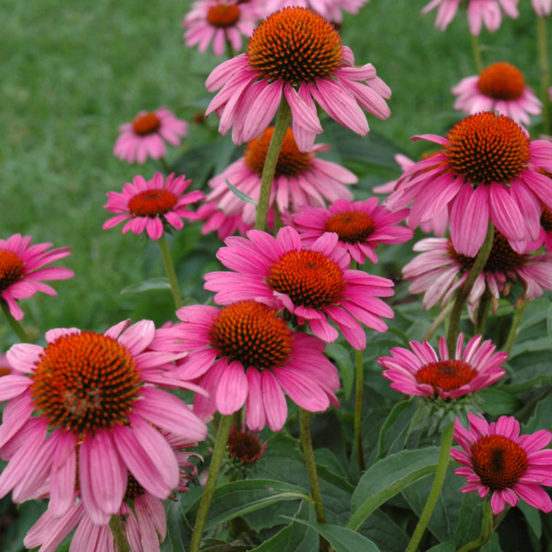 ECHINACEA RUBY STAR