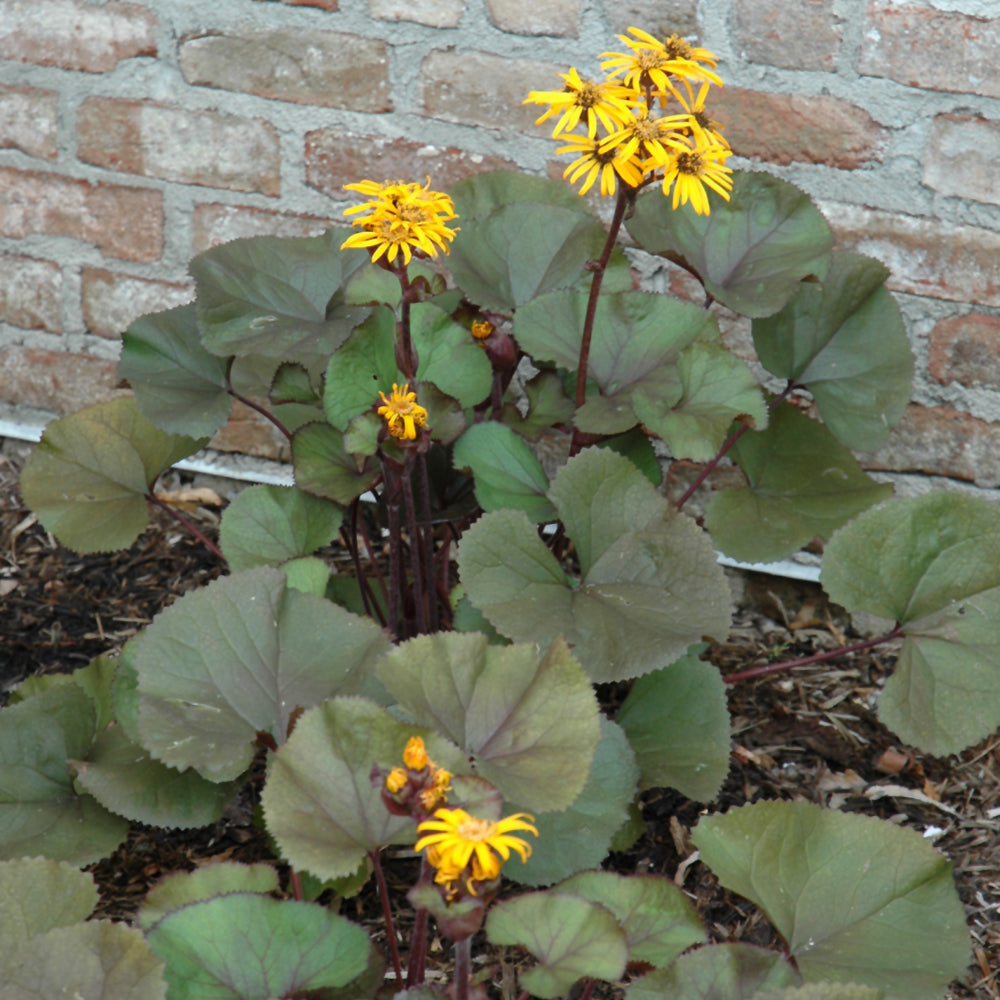 LIGULARIA BRITT-MARIE CRAWFORD