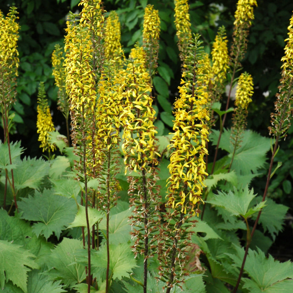 LIGULARIA THE ROCKET