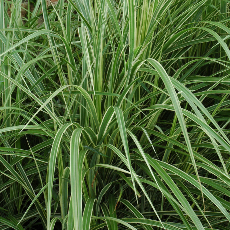 MISCANTHUS VARIEGATUS