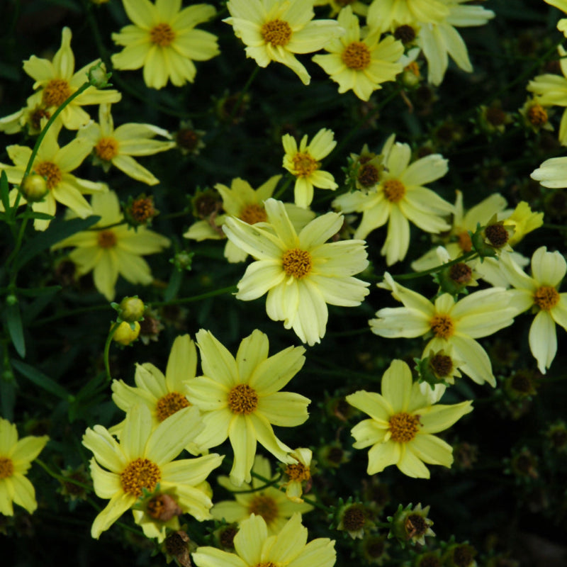 COREOPSIS CREME BRULEE