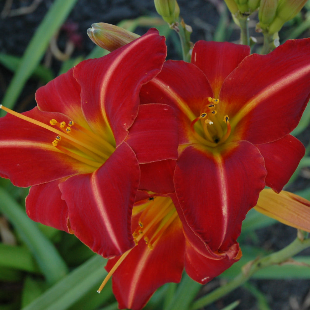 HEMEROCALLIS CHICAGO FIRE