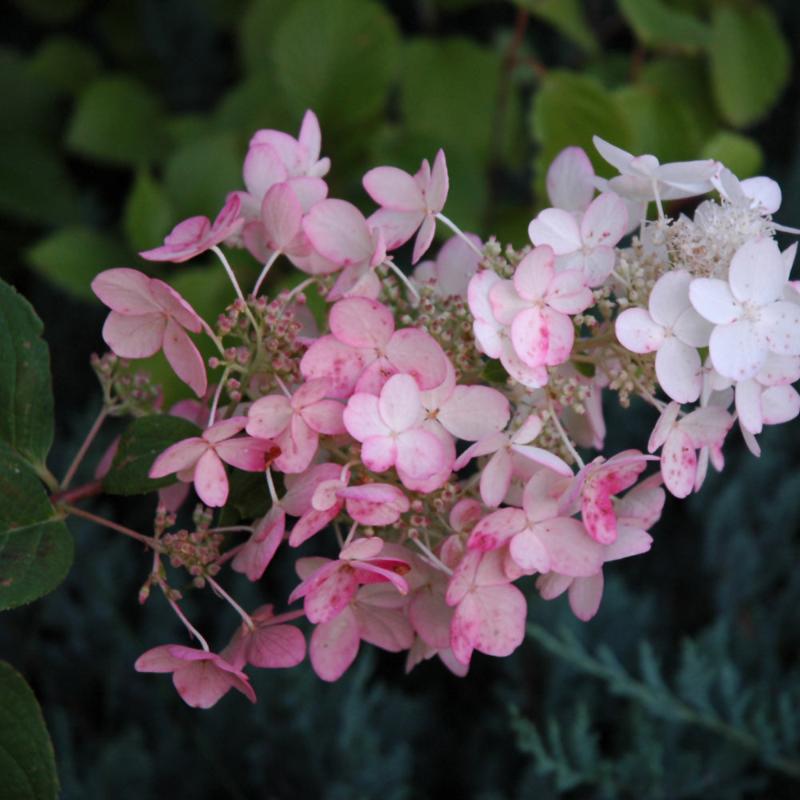 HYDRANGEA PINK DIAMOND