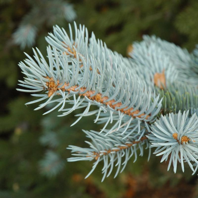 SPRUCE COLORADO BLUE