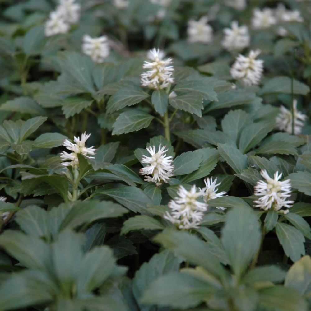 PACHYSANDRA TERMINALIS