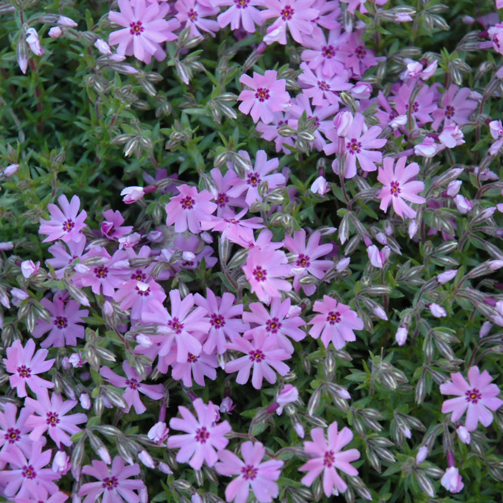 PHLOX FORT HILL