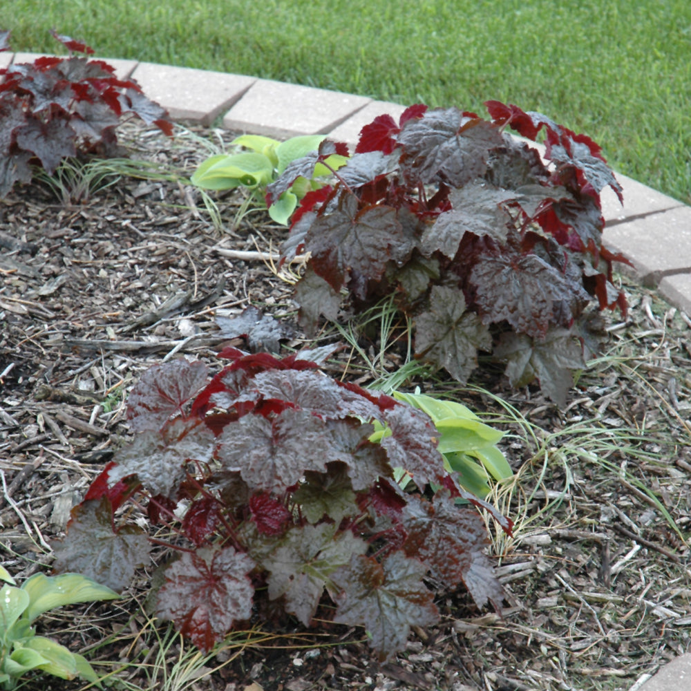 HEUCHERA PALACE PURPLE