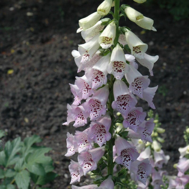 DIGITALIS CAMELOT LAVENDER