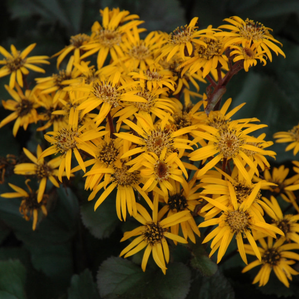 LIGULARIA BRITT-MARIE CRAWFORD
