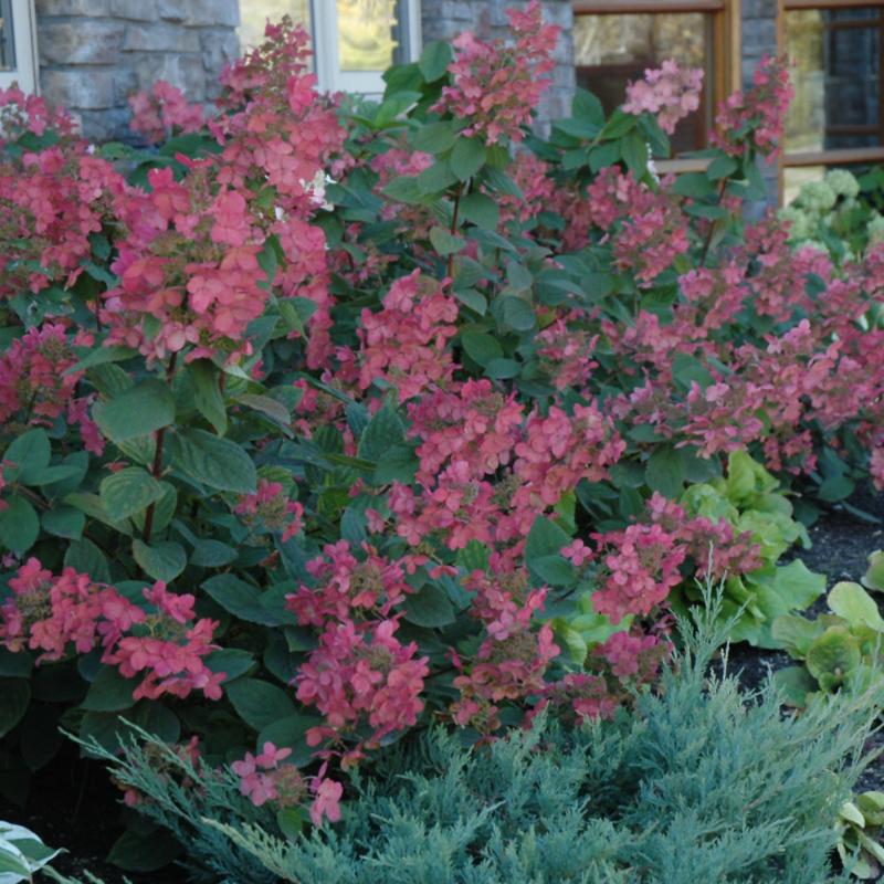HYDRANGEA PINK DIAMOND