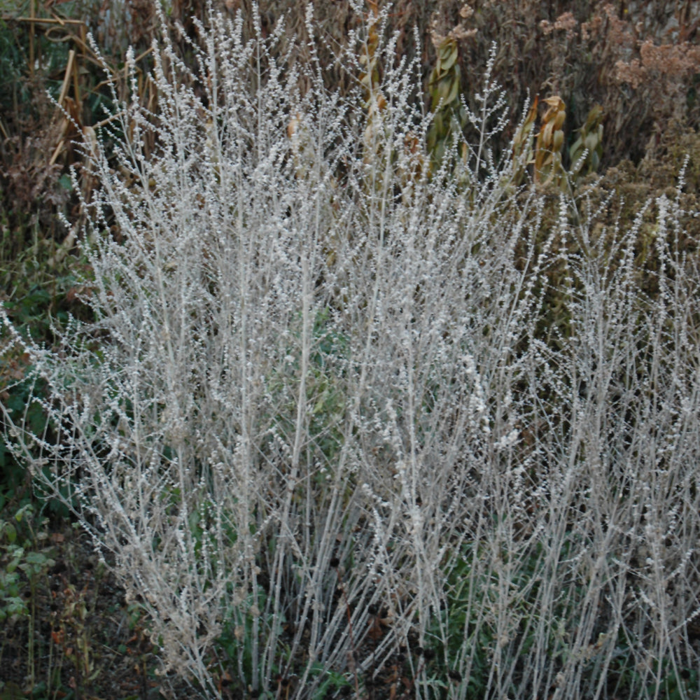 PEROVSKIA ATRIPLICIFOLIA