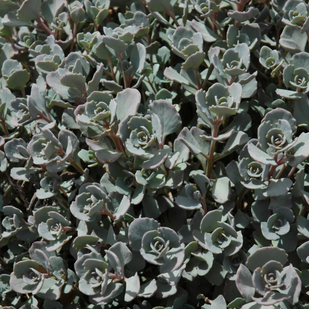 SEDUM CAUTICOLA LIDAKENSE