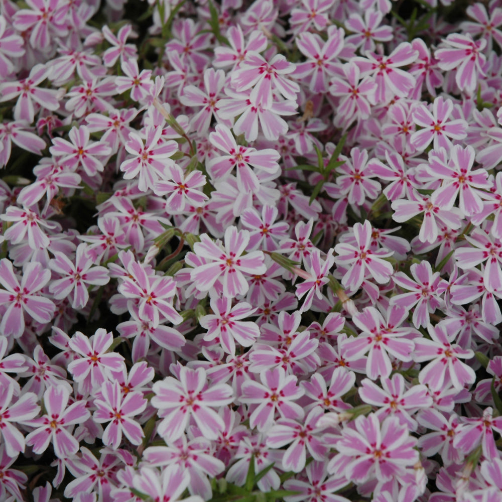 PHLOX CANDY STRIPE