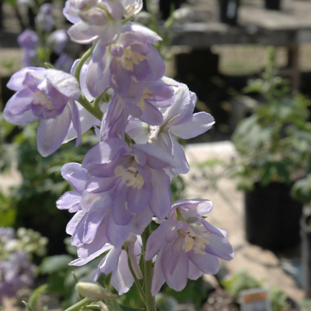 DELPHINIUM LAVENDER/WHITE BEE