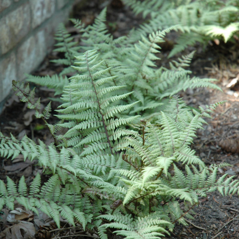 ATHYRIUM GHOST