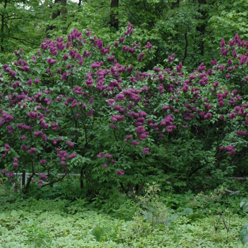 LILAC CHARLES JOLY