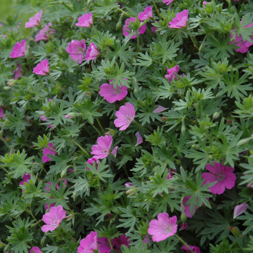 GERANIUM SANGUINEUM