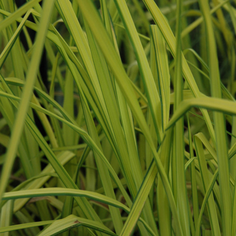 CAREX AUREA