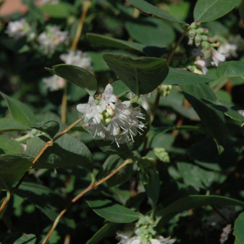 SNOWBERRY