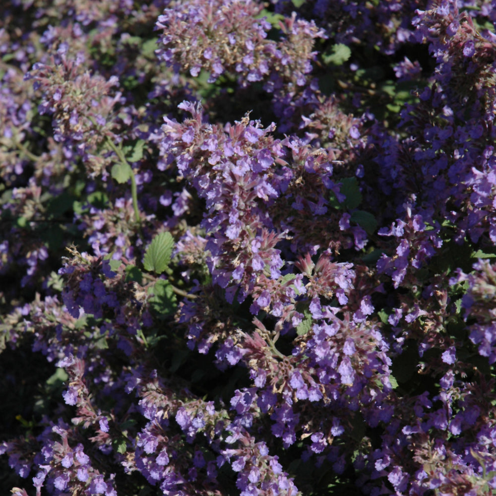 NEPETA WALKERS LOW