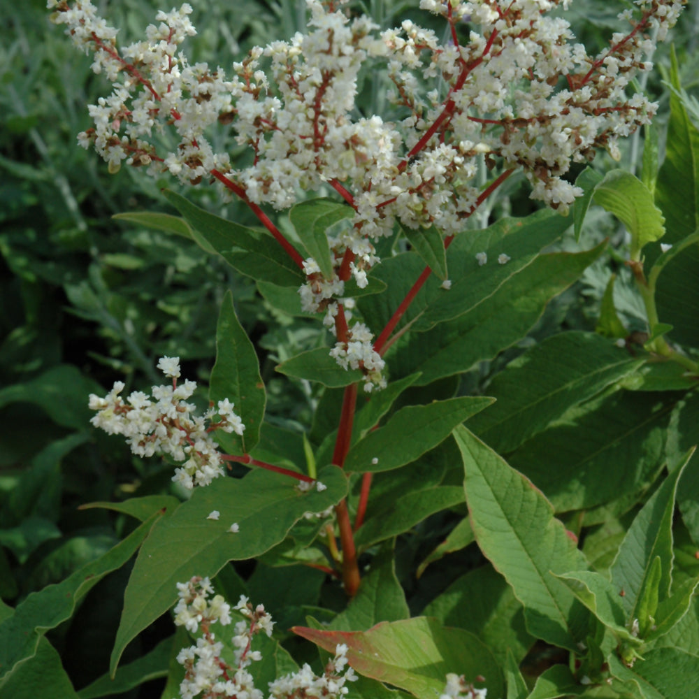 PERSICARIA POLYMORPHA