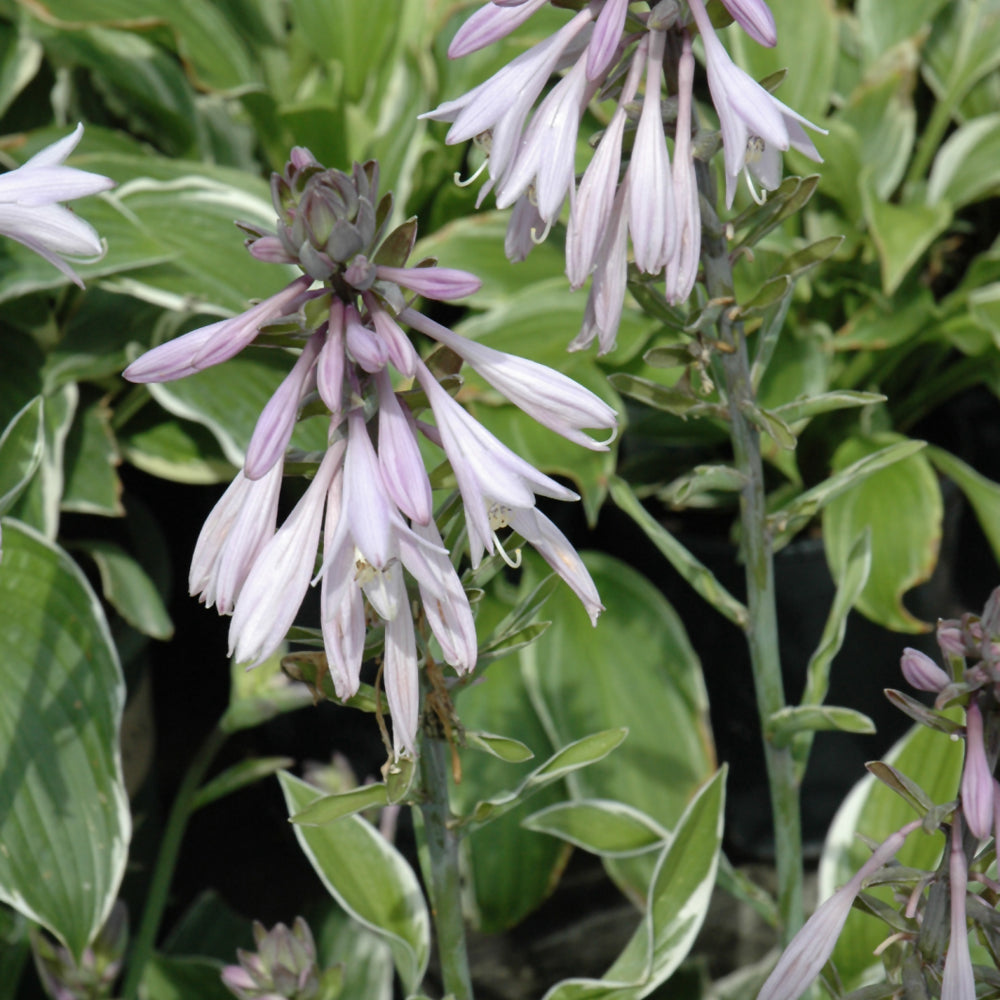 HOSTA FRANCEE