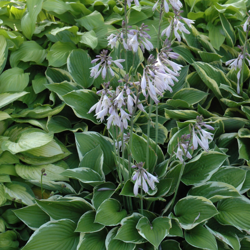 HOSTA MONTANA AUREOMARGINATA