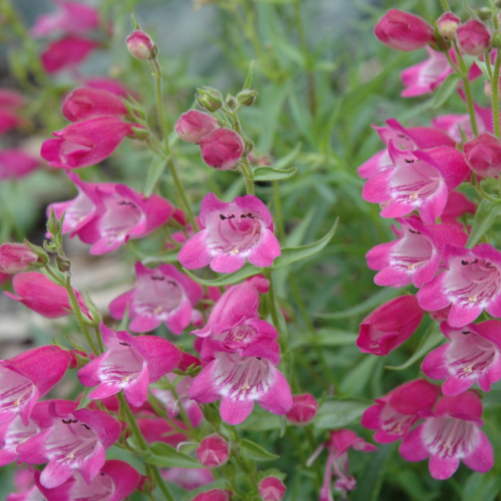 PENSTEMON RED ROCKS