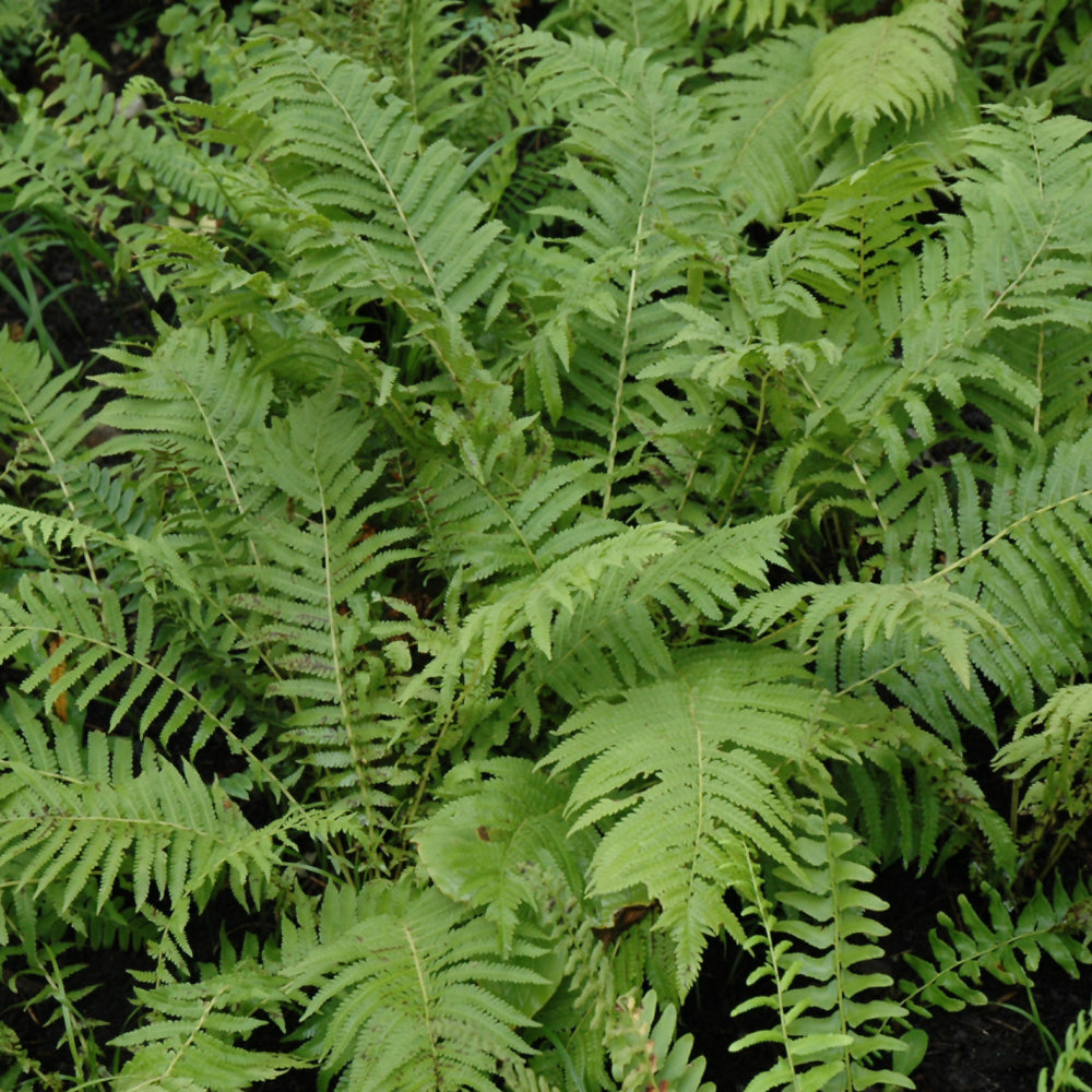 POLYSTICHUM ACROSTICHOIDES