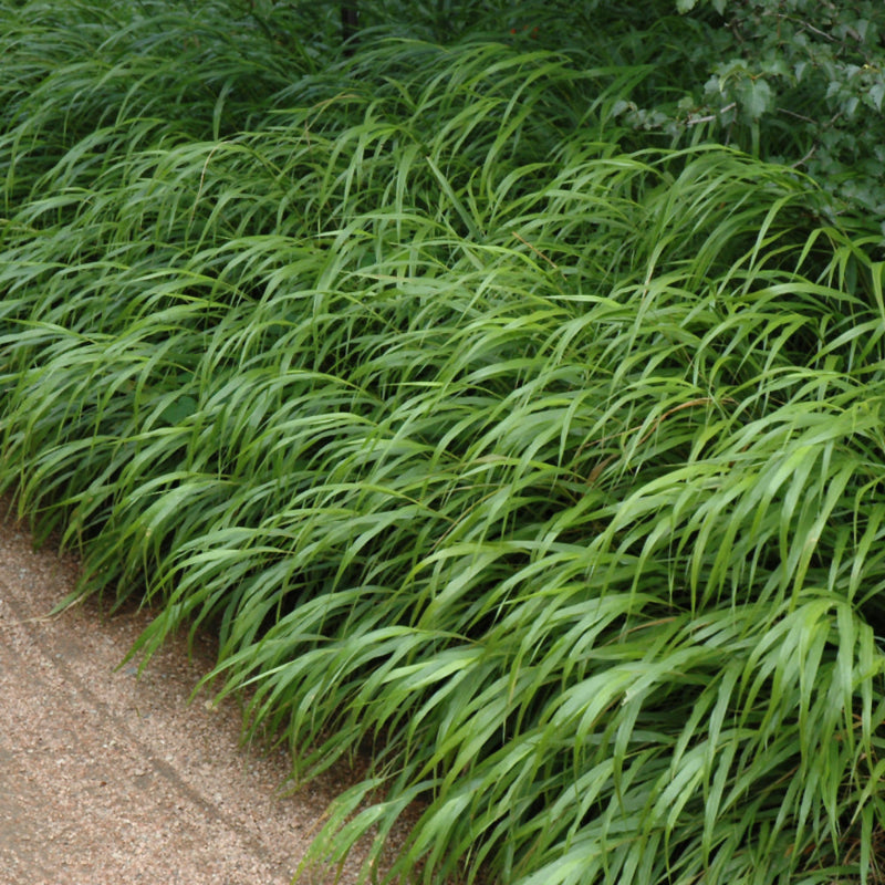 HAKONECHLOA MACRA