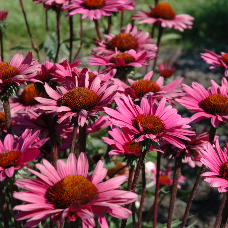 ECHINACEA FATAL ATTRACTION