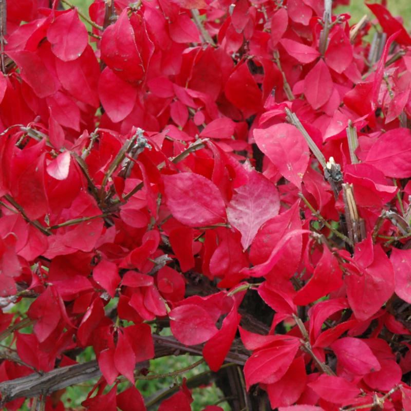 BURNING BUSH DWARF