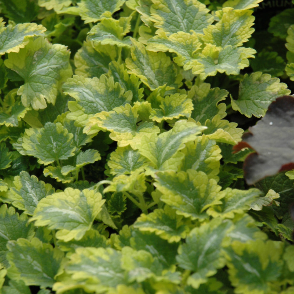 LAMIUM MACULATUM ANNE GREENAWAY