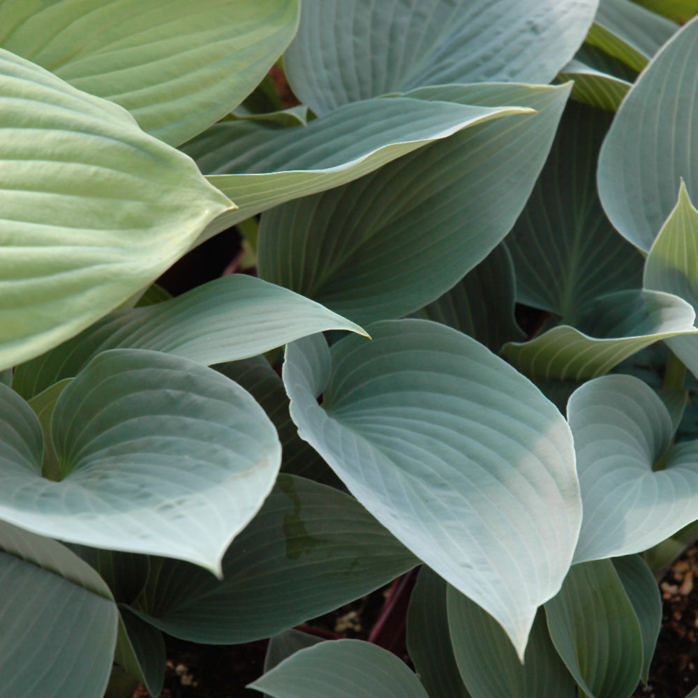 HOSTA HALCYON