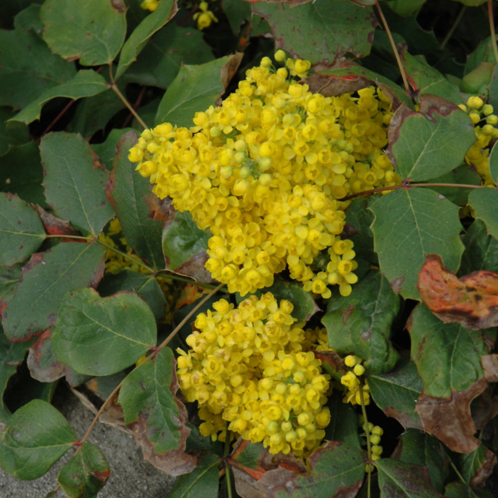 MAHONIA CREEPING