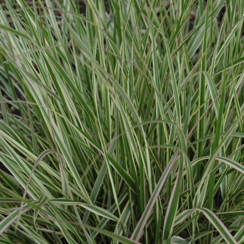 CALAMAGROSTIS OVERDAM