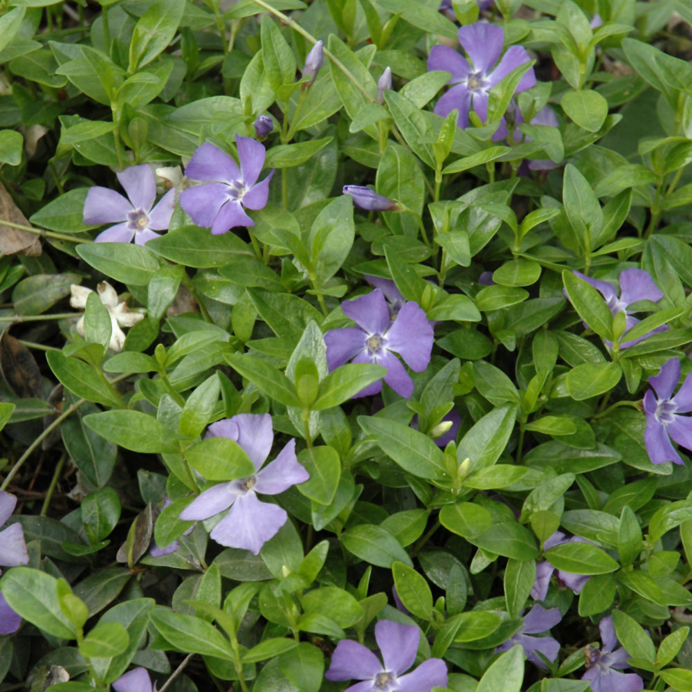 PERIWINKLE