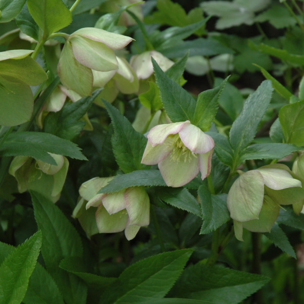 HELLEBORUS NIGER